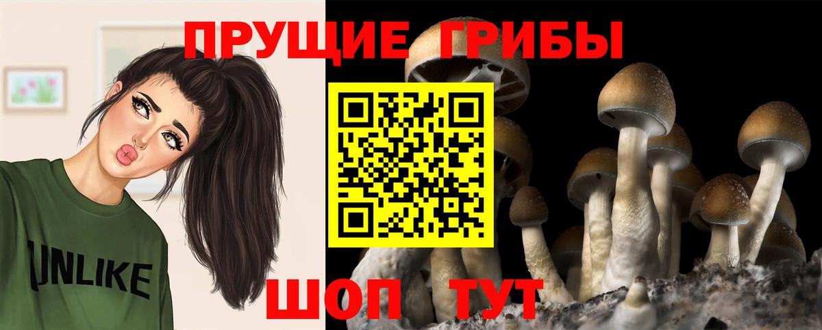 Псилоцибиновые грибы Cubensis  Галлюциногенные грибы Psilocybine cubensis  Новоалександровск  Вход с VPN 